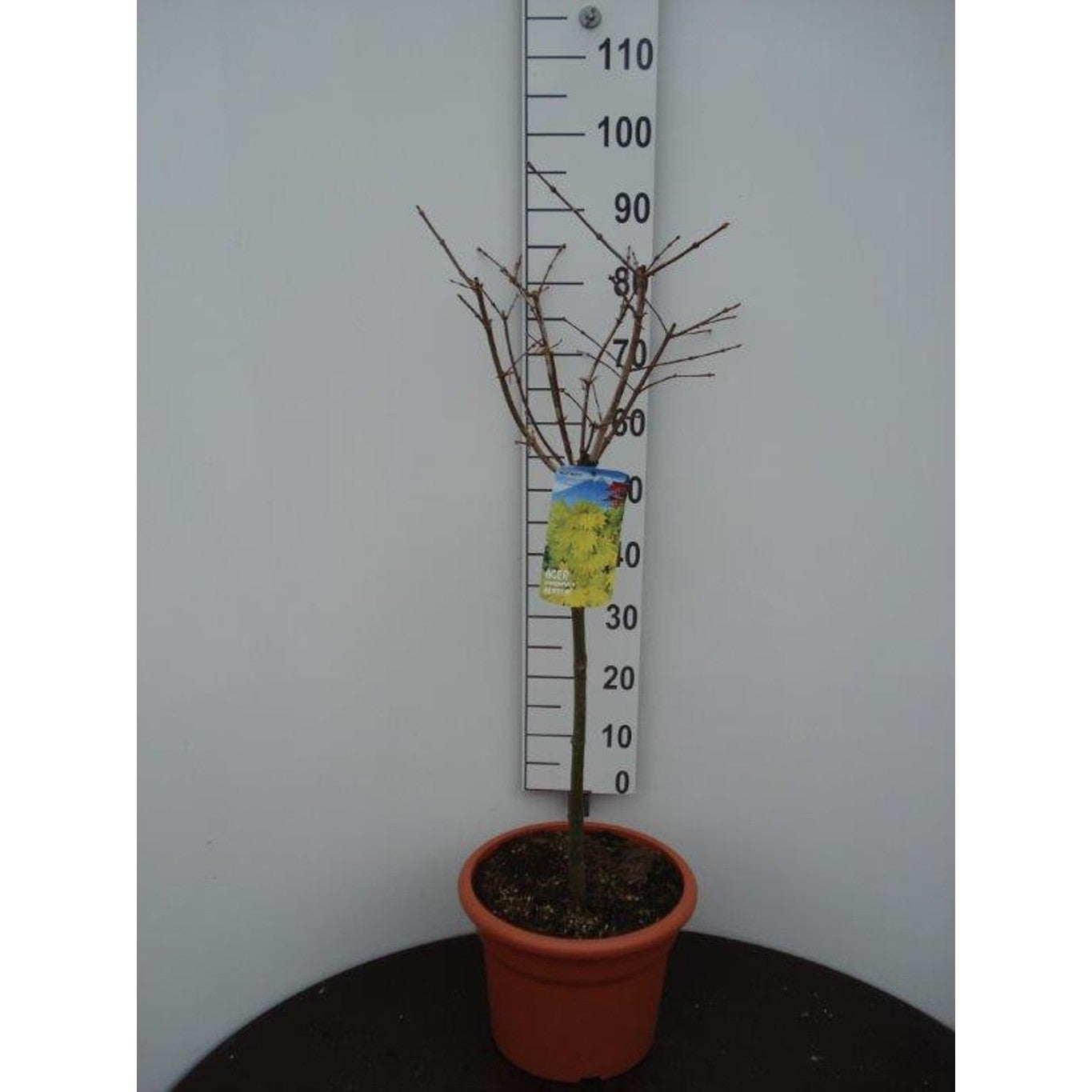 Japansk lönn – Acer shirasawanum 'Aureum' - 60 CM Stem C15